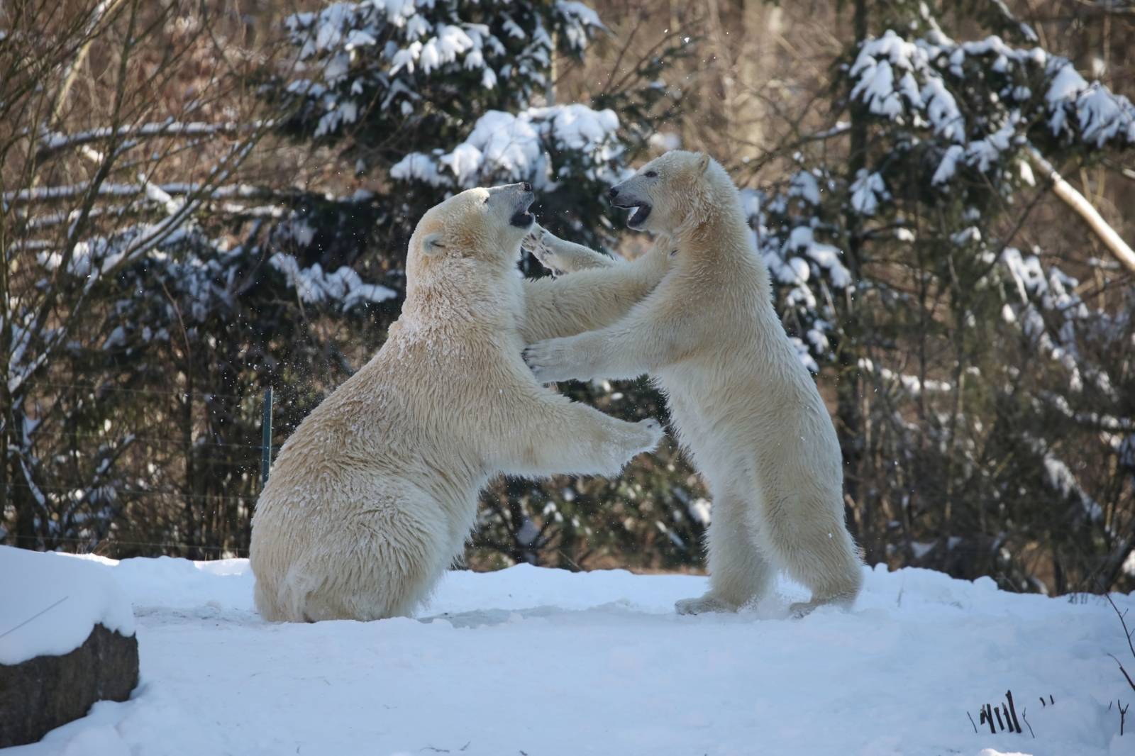 Eisbären im Erlebnis-Zoo im Winter